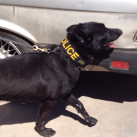 Police K9 vehicle Drug searches