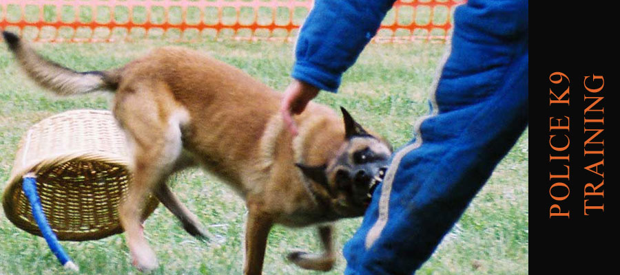 Drug Detection dogs, protection dogs, police K9