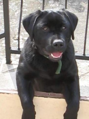 Bed Bug Detection dogs