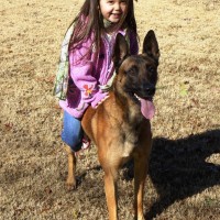 protection dog elite guardian gentle and friendly 