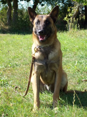 Bed bug dogs, Executive Portection dogs, police K9,Bed Bug Detection, Elimination, Extermination, K9 Certification, Boston, massachusetts