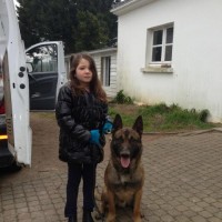 family protection dog
