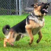 protection dog warning