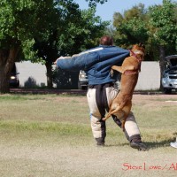 Police K9 training