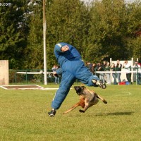 Ma, massachusetts, police canine training, decoy school, police dogs, police k9, drug dogs, drug detection, bomb dogs, explosive detection