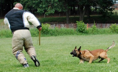 police k9, police dogs, narcdogs, state police, drug dogs, detection, detecting