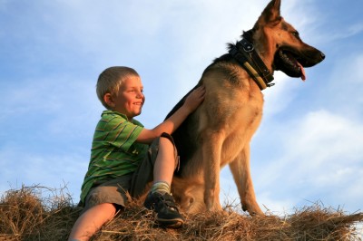 elite family guardian, family protection dogs for sale
