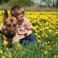 family protection dog