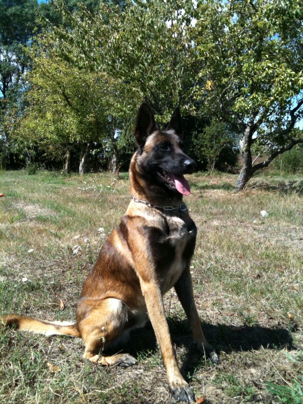 Police dog, executive protection, protection dogs, sport dogs