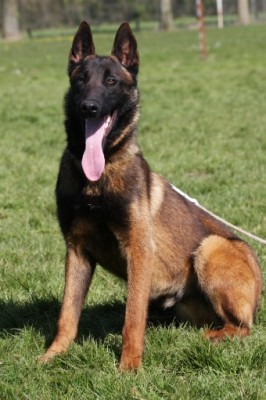 Police K9, Executive Protection, Sport Dogs