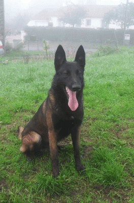 Elite Family Protection Dog
