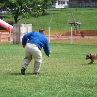 police canine training, decoy school, police dogs, police k9, drug dogs, drug detection, bomb dogs, explosive detection