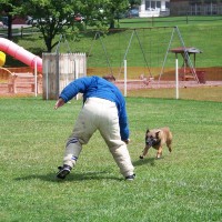 police canine training, decoy school, police dogs, police k9, drug dogs, drug detection, bomb dogs, explosive detection