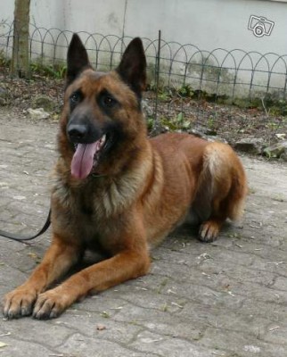 Executive Protection Dog For Sale