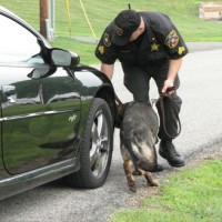 police canine training, decoy school, police dogs, police k9, drug dogs, drug detection, bomb dogs, explosive detection, sheriff dept