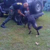 Boston, Massachusetts, police canine training, decoy school, police dogs, police k9, drug dogs, drug detection, bomb dogs, explosive detection