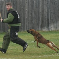 police canine training, decoy school, police dogs, police k9, drug dogs, drug detection, bomb dogs, explosive detection