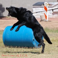 Police K9 school