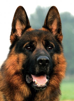 German Shepherd Executive Protection