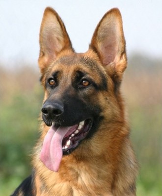 Executive Protection Dog