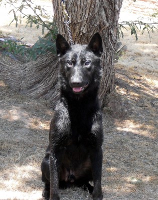 Police Dog Dual Purpose