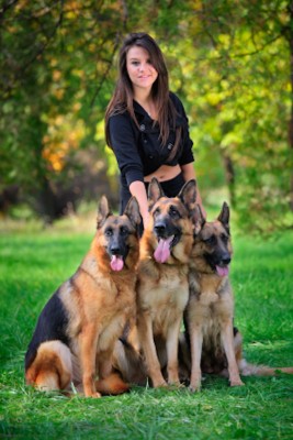 paradise valley AZ protection dog