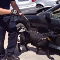 Dual Purpose Police K9 Training and Sales