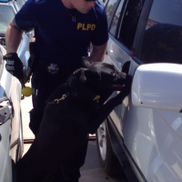 Dual purpose Police K9 searches narcotics
