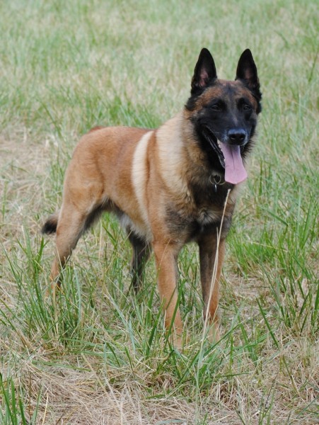 malinois and german shepherd dogs